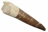 Fossil Plesiosaur (Zarafasaura) Tooth - Morocco #196661-1